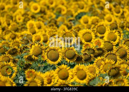 Ein dichtes Feld mit hellen Sonnenblumen in voller Blüte erstreckt sich über die hügelige Landschaft in der Nähe von Burgos, Spanien, in warmem Sonnenlicht gebadet und schafft eine c Stockfoto