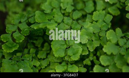 Frische Grün-Schildfarn-Blättchen von Adiantum im Nahaufnahme, zarte fächerförmige Belaubung mit schwarzen Stielen: Natürliches Textur-Hintergrundkonzept Stockfoto
