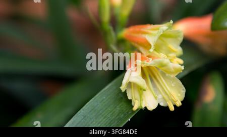 Clivia miniata Gelb-Orange Bicolor-Blüte mit Wassertropfen auf bandförmigem Blatt — Konzept: Zimmerpflanzengesundheit, Frühjahrsblüte Stockfoto