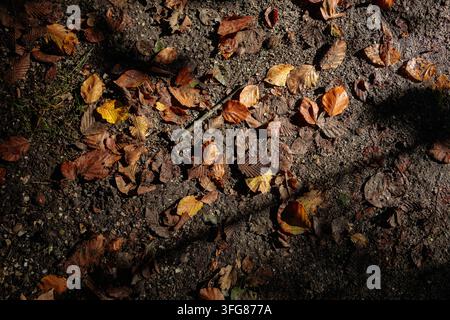 Oberblick auf gefallene Herbstblätter in Bernstein-, Braun- und Goldtönen auf dunklem Boden mit diagonalem Schatten. Stockfoto