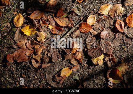 Oberblick auf gefallene Herbstblätter und Zweig auf dunklem Boden, bernsteinfarbene, gelbe und braune Töne, diagonaler Schatten. Stockfoto