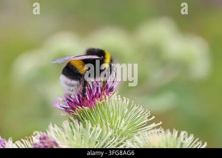 Große Erdhummel (Bombus terrestris) auf einer Blume der Ackerdistel (Cirsium arvense), Wilnsdorf, Nordrhein-Westfalen, Deutschland Stockfoto