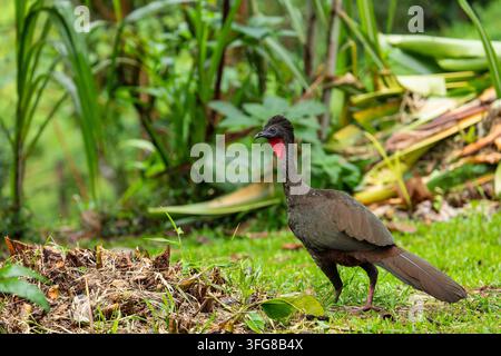 Ein Haubenhuhn steht auf einem lebendigen grünen Rasen, umgeben von tropischem Regenwaldlaub in Costa Rica Stockfoto
