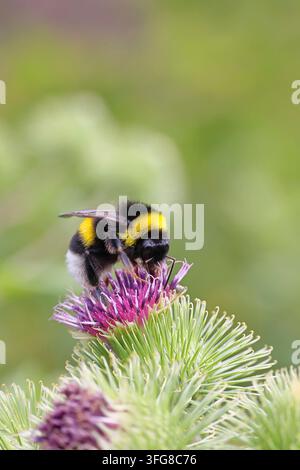 Große Erdhummel (Bombus terrestris) auf einer Blume der Ackerdistel (Cirsium arvense), Wilnsdorf, Nordrhein-Westfalen, Deutschland Stockfoto