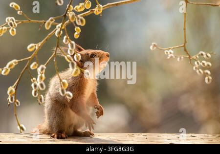 Erdhörnchen, Hörnchen, Sciurus vulgaris, Eurasisches Rotwiesel, Schweden, Rotwiesel schaut nach oben, steht unter Weidenblütenzweigen Stockfoto