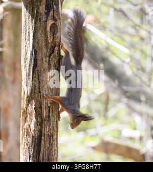 Eichhörnchen, Eichhörnchen, Sciurus vulgaris, Europäisches Eichhörnchen, Schweden, Eichhörnchen steht auf Baumstamm und geht nach unten Stockfoto