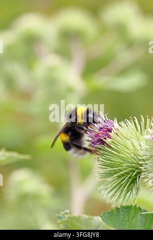 Große Erdhummel (Bombus terrestris) auf einer Blume der Ackerdistel (Cirsium arvense), Wilnsdorf, Nordrhein-Westfalen, Deutschland Stockfoto