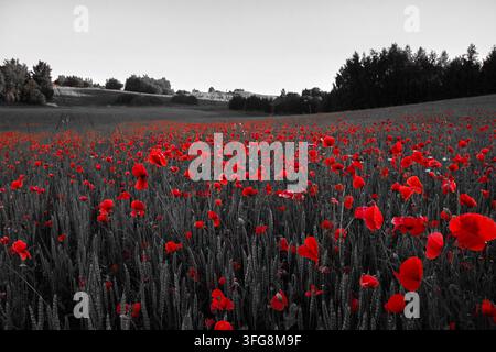 Rote Mohnblumen blühen in einem selektiven Farbfeld Stockfoto