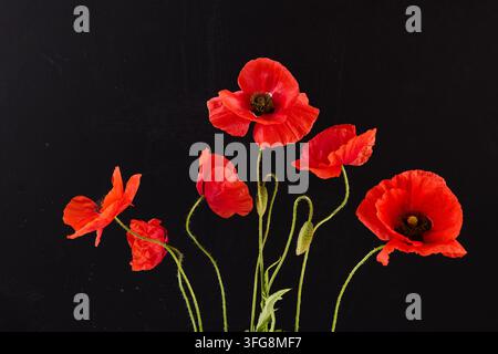 Rote Mohnblumen blühen vor schwarzem Hintergrund Stockfoto