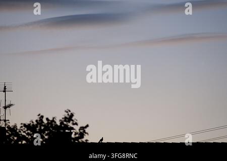 Silhouette eines Vogels, der auf einem Wohndach mit TV-Antenne und Wellenwolken in der Dämmerung sitzt. Stockfoto