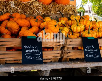 Hellorangefarbene Kürbisse in Holzkisten mit Preisschildern auf einem herbstlichen Bauernmarkt zur Erntezeit Stockfoto