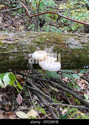Zwei Austernpilze, die auf einem gefallenen, mit Moos und Flechten bedeckten Baumstamm wachsen, im Herbst, in Fonferek's Glen, Green Bay, Wisconsin, USA Stockfoto
