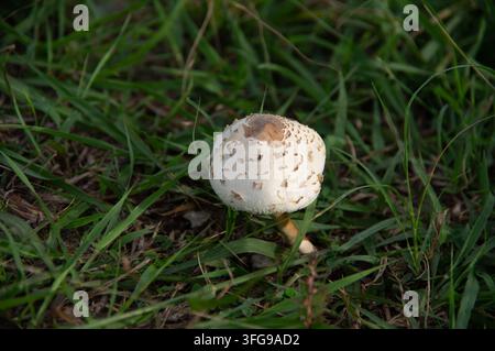 Einzelner Pilz, der in grünem Gras wächst Stockfoto