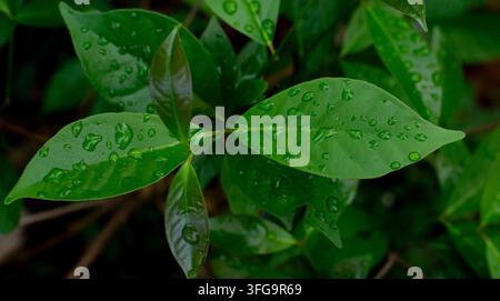 Frische grüne Blätter mit Regentropfen in einer natürlichen Gartenumgebung Stockfoto