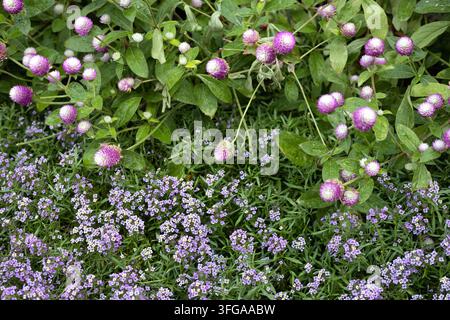 Lobularia maritima 'Easy Breezy Purple' Süßes Alyssum zusammen mit Globe-Amaranth 'Audray bicolor rose' Blüten in einem Garten. Stockfoto
