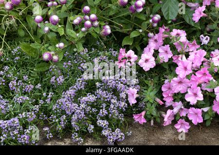 Lobularia maritima 'Easy Breezy Purple' Süß-Alyssum, zusammen mit Petunia Supertunia Vista Bubblegum und Kugelmohn 'Audray bicolor rose'. Stockfoto