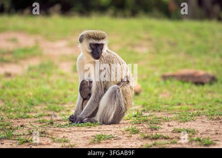 Grüne Meerkatze, auch bekannt als Chlorocebus pygerythrus, mit einem Baby, Maasai Mara Nationalreservat, Kenia. Stockfoto