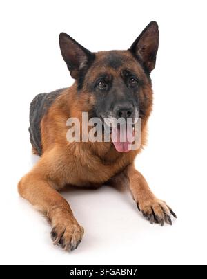 Deutscher Schäferhund vor weißem Hintergrund Stockfoto