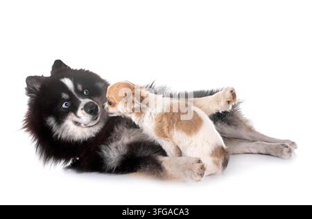 Bild eines Pomsky und eines Chihuahuas vor weißem Hintergrund Stockfoto