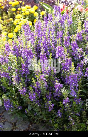 Angelonia angustifolia 'Guardian Angel Blue' Angeloniablüten. Stockfoto