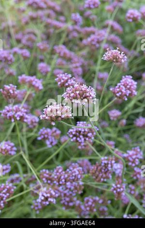 Verbena bonariensis 'Buenos Aires' Blüten. Stockfoto