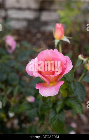 Rosa 'Pink Paradise' Hybrid-Tee-Rose. Stockfoto