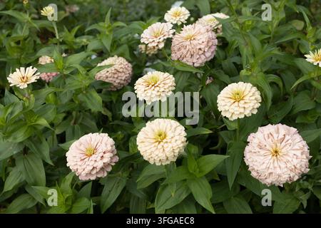 Zinnia elegans 'Ballerina' Blüten. Stockfoto