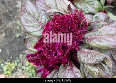 Celosia argentea 'Dracula' Hahnenkamm. Stockfoto