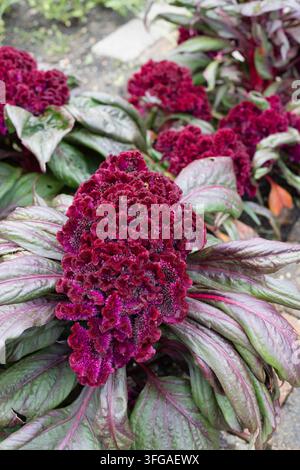 Celosia argentea 'Dracula' Hahnenkamm. Stockfoto