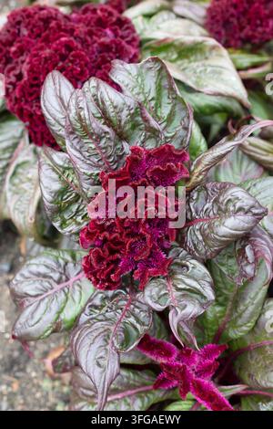 Celosia argentea 'Dracula' Hahnenkamm. Stockfoto