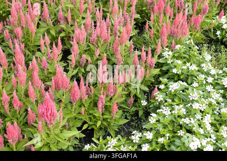 Celosia argentea 'Flamma Pink' wächst in einem Garten neben Vinca 'Sphere Polkadot'-Blüten. Stockfoto