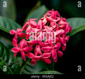 Büschel von rosa Ixora-Blüten, die vor dunkelgrünen Blättern blühen Stockfoto