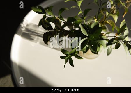 Eine kleine klare Glasvase hält glänzende grüne Blätter auf einem runden weißen Tisch und wirft einen langen Schatten Stockfoto