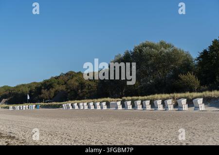 Strandkörbe am breiten Ostseestrand von Kühlungsborn neben grünen Dünen Stockfoto