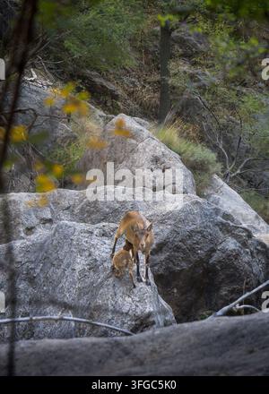 Ein erwachsener Iberischer Steinbock steht stolz auf einem felsigen Hang, während sein Junges unten in der schönen Landschaft von Teruel, Spanien, säugt Stockfoto