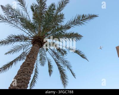 Doha, Katar - 07. September 2026: Blick von unten auf die Palmen Stockfoto
