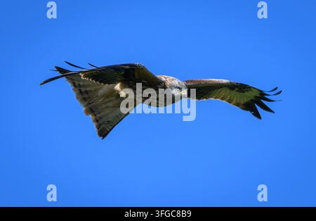 Roter Milan fliegt vor blauem Himmel, Norfolk, UK Stockfoto
