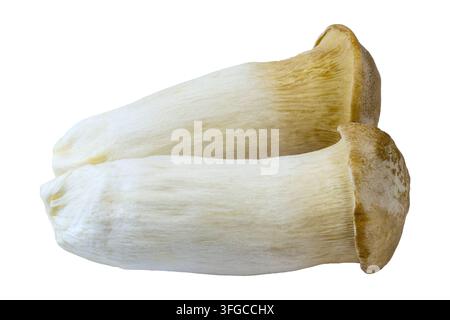 Königsoysterpilze auf weißem Hintergrund Stockfoto