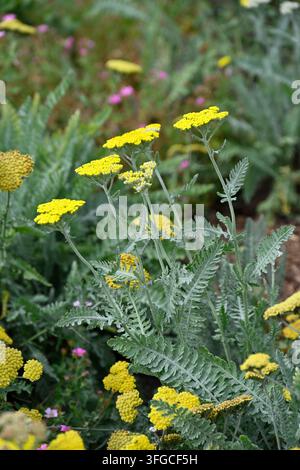 Weiche gelbe Sommerblumen von Schafgarbe, Achillea millefolium 'Moonshine', die im Juni in einem britischen Garten wachsen Stockfoto