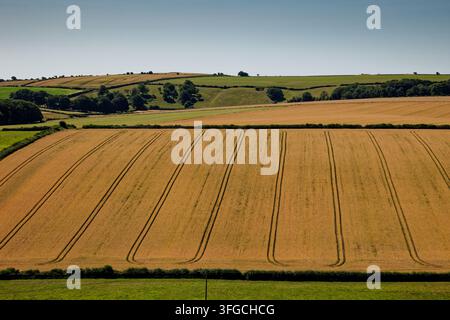 Ein Muster von rechteckigen Traktorspuren, die in einer reifenden Weizenkultur in einem großen Feld in einer hügeligen Landschaft in der Nähe von Dorchester, Dorset, entstanden sind. Stockfoto
