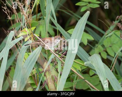 Wildes Cetti-Sperlingsgras an einem natürlichen Ort zwischen Gräsern, Schilfen und dichtem Laub in seinem Feuchtgebietshabitat. Stockfoto