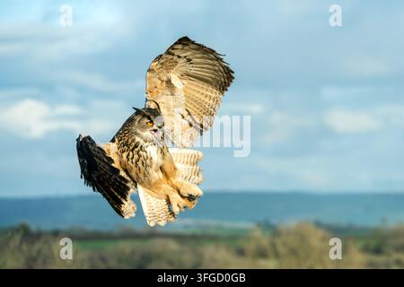 Eurasischer Uhu (Bubo bubo) Raubvogel fliegt mit seinen Flügeln im Flug ausgestreckt, Tiere und Natur Stockfotos Stockfoto
