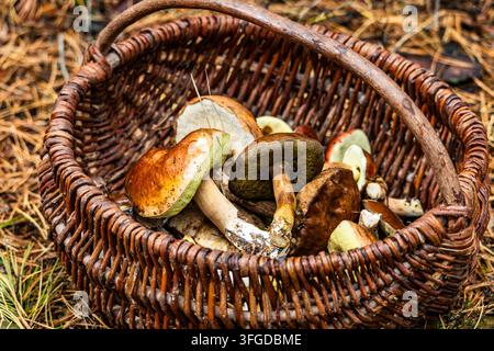 Eine schräge Ansicht zeigt einen geflochtenen Weidenkorb, gefüllt mit frisch gepflückten Wildporcini und Röhrenpilzen auf einem mit Kiefernnadeln bedeckten Waldboden. Brig Stockfoto