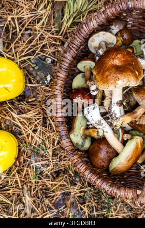 Eine Ansicht von oben zeigt einen geflochtenen Korb, der mit frischen Wildpilzen gefüllt ist, neben hellgelben Gummistiefeln auf einem mit Kiefernnadeln bedeckten Herbstwaldboden. Stockfoto