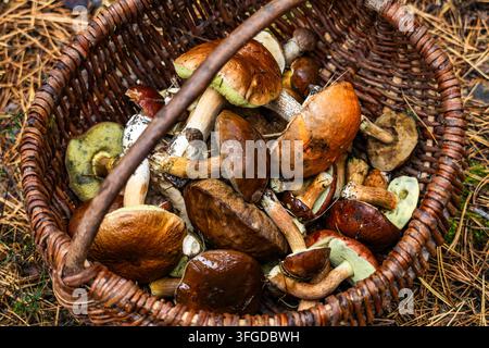 Eine Übersicht von oben zeigt einen kunstvoll geflochtenen Korb, der bis zum Rand mit verschiedenen Wilden Steinpilzen gefüllt ist, die auf einem Bett aus trockenen Kiefernnadeln im Herbst liegen Stockfoto