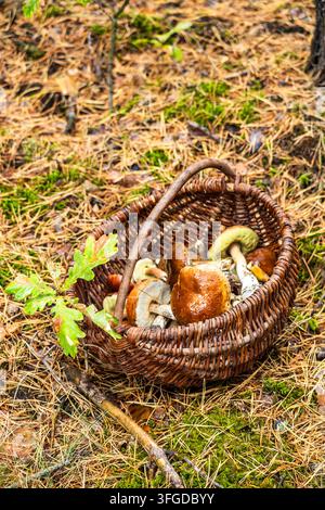 Eine Hochwinkelaufnahme zeigt einen handgewebten Korb, der mit frisch gepflückten Steinpilzen gefüllt ist und auf Kiefernnadeln in der Nähe einer kleinen grünen Eiche steht. Sof Stockfoto