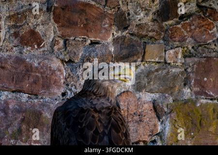 Weißkopfseeadler mit geöffnetem Schnabel im Profil vor einer rustikalen Steinmauer in der Volerie des Aigles, Elsaß, Frankreich. Stockfoto
