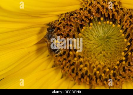 Kleine Wildbiene, die mit Pollen bedeckt ist, während sie an einem Sonnenblumenblütenkopf forscht. Wichtiger einheimischer Bestäuber, der zur Gesundheit des Ökosystems beiträgt. Stockfoto