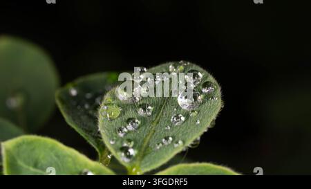 Frische Tautropfen ruhen auf lebendigen grünen Blättern nach Regen. Detailliertes Makro-Naturbild, das Frische, Wachstum, Nachhaltigkeit und Natürlichkeit symbolisiert Stockfoto