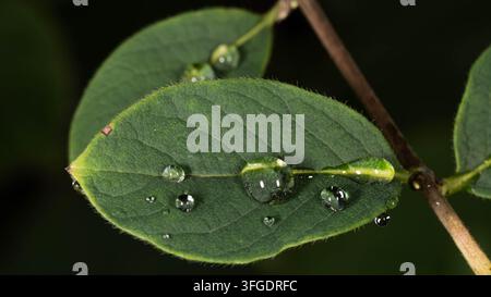 Frische Tautropfen ruhen auf lebendigen grünen Blättern nach Regen. Detailliertes Makro-Naturbild, das Frische, Wachstum, Nachhaltigkeit und Natürlichkeit symbolisiert Stockfoto